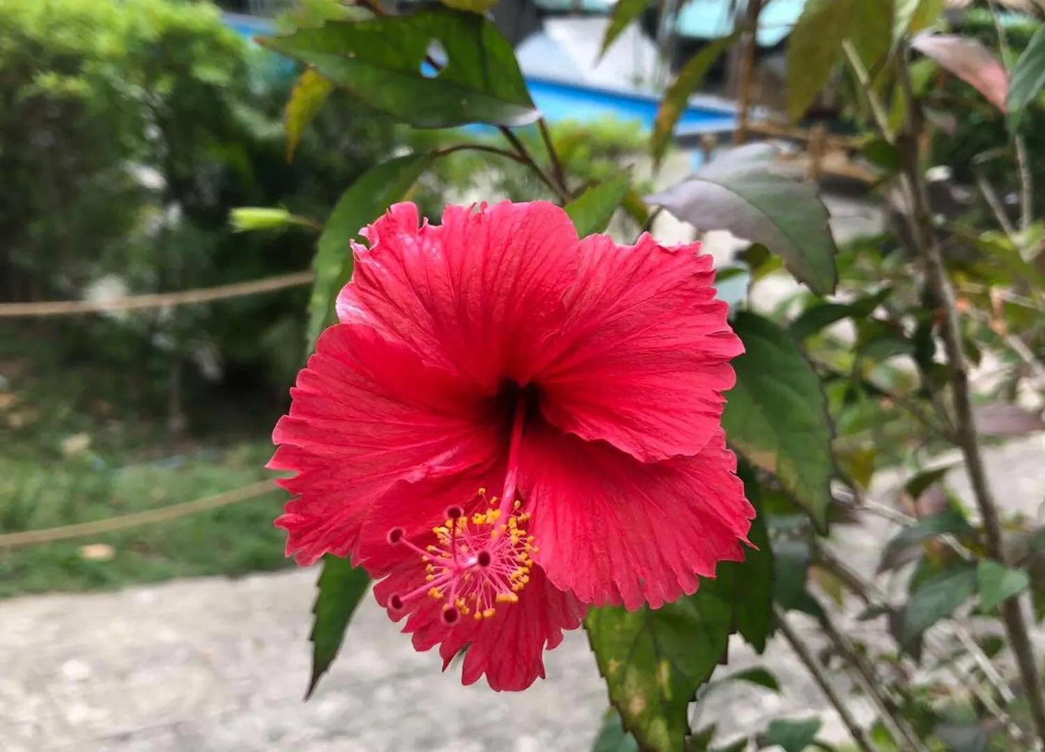 Siam Flora Resort Ko Lanta Tailandia