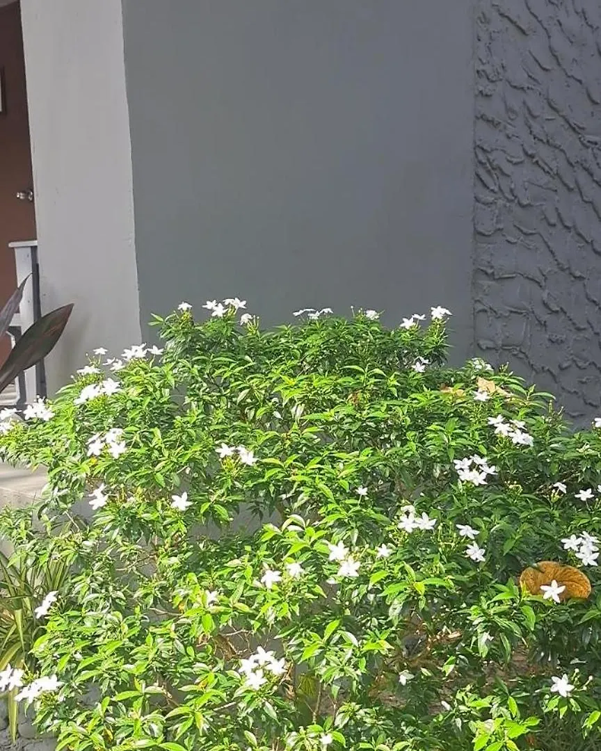Siam Flora Resort Ko Lanta Tailandia