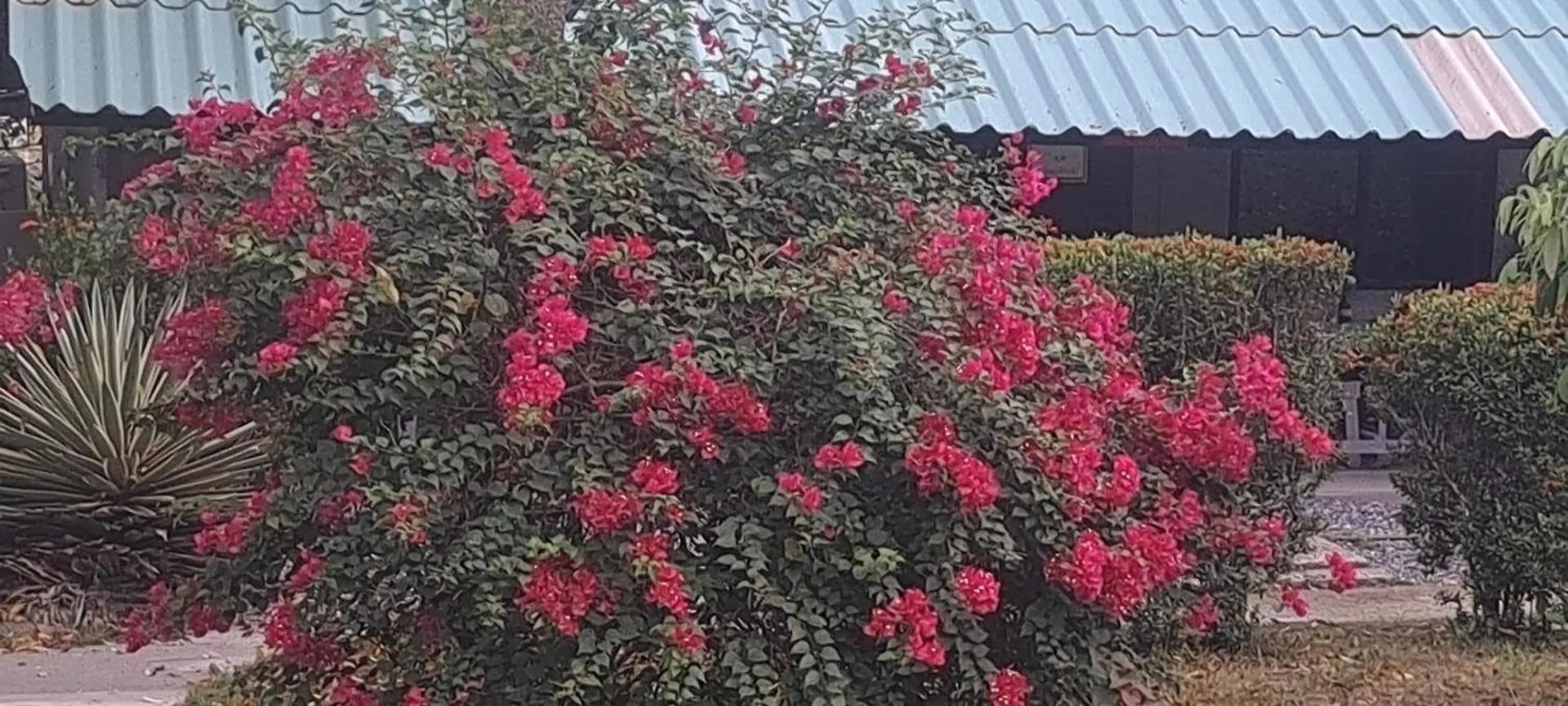 Siam Flora Resort Ko Lanta